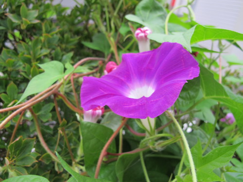 今咲いている花はどんな花だろうか？：２０１４年９月２日（火）（５）　_c0075701_711380.jpg