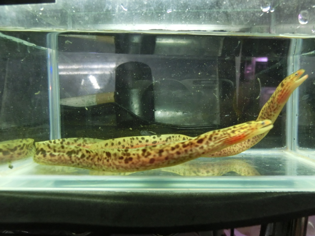 熱帯魚仕入ミニ遠征_b0141806_23291799.jpg