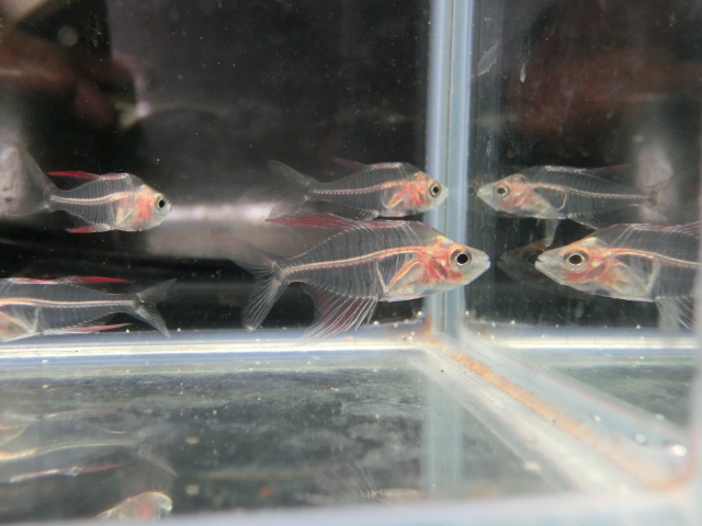 熱帯魚仕入ミニ遠征_b0141806_23461835.jpg