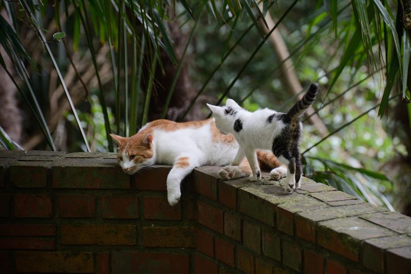 町角ニャンコ・若王子の大猫子猫_f0032011_1936736.jpg