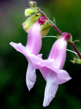 晩夏の花　（９月２日　フラワーセンター大船植物園にて）_a0023315_2129388.jpg