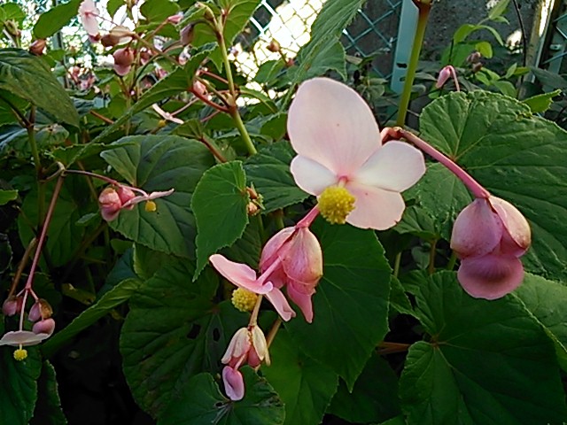 a0073915_11465514.jpg