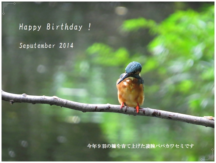 9月生まれの皆様 お誕生日おめでとうございます カワセミ 秋の花 14 9 2 むっちゃんの花鳥風月 鳥 猫 花 空 山 9月生まれの皆様 お誕生日おめでとうございます カワセミ 秋の花 14 9 2 むっちゃんの花鳥風月 鳥 猫 花 空 山