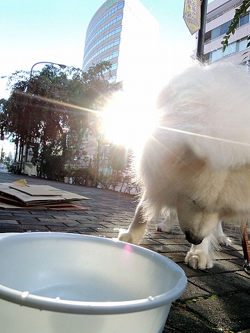 晴れたー♪_c0062832_8204247.jpg
