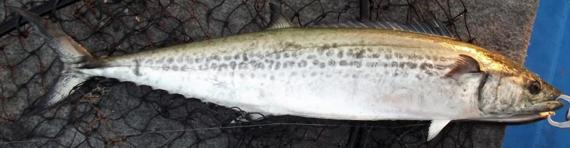 オキサワラが増えてきました! オキサワラ??【カジキ・マグロトローリング】_f0009039_13115529.jpg
