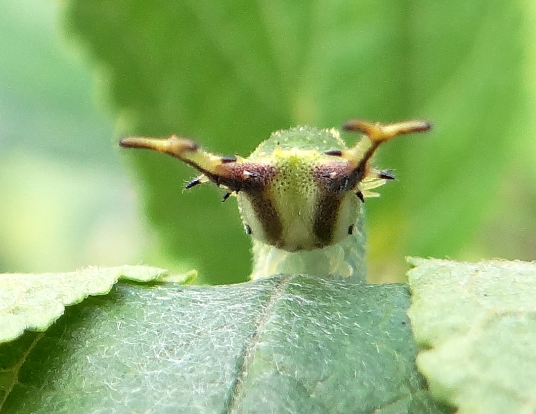 ゴマダラチョウの幼虫 庭のエノキにて_d0254540_18324634.jpg