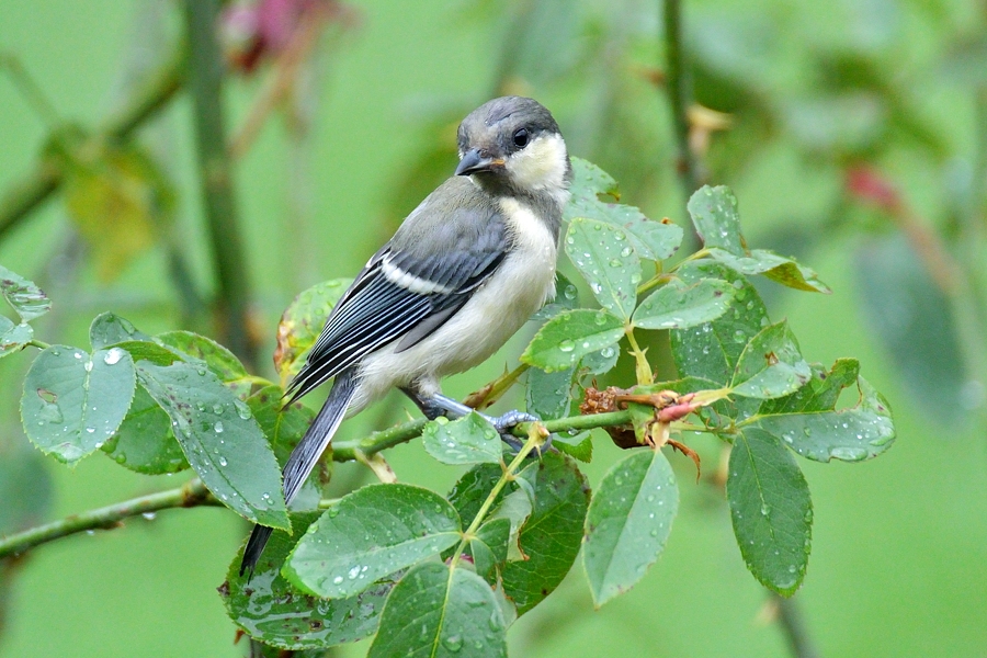 出しそびれシジュウガラ幼鳥_d0148541_20593497.jpg