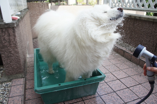 やっと参加できました_f0128542_1585223.jpg