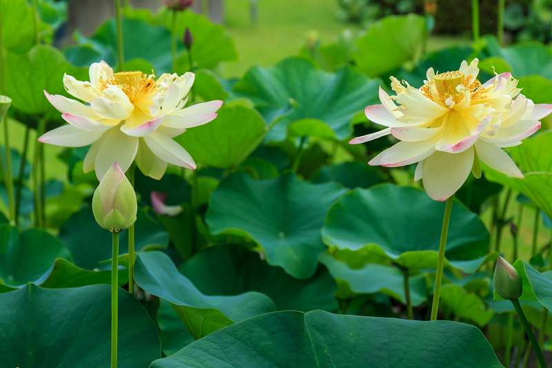 ハス咲く三室戸寺 花景色 K W C Photoblog ハス咲く三室戸寺 花景色 K W C Photoblog