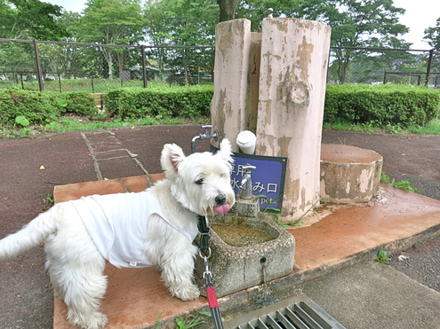 WPに向けてドライブ猛特訓!_c0260460_18471865.jpg