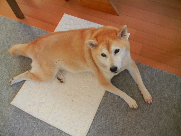’14,9,2(火)愛ちゃんの寝息!_f0060461_10533819.jpg