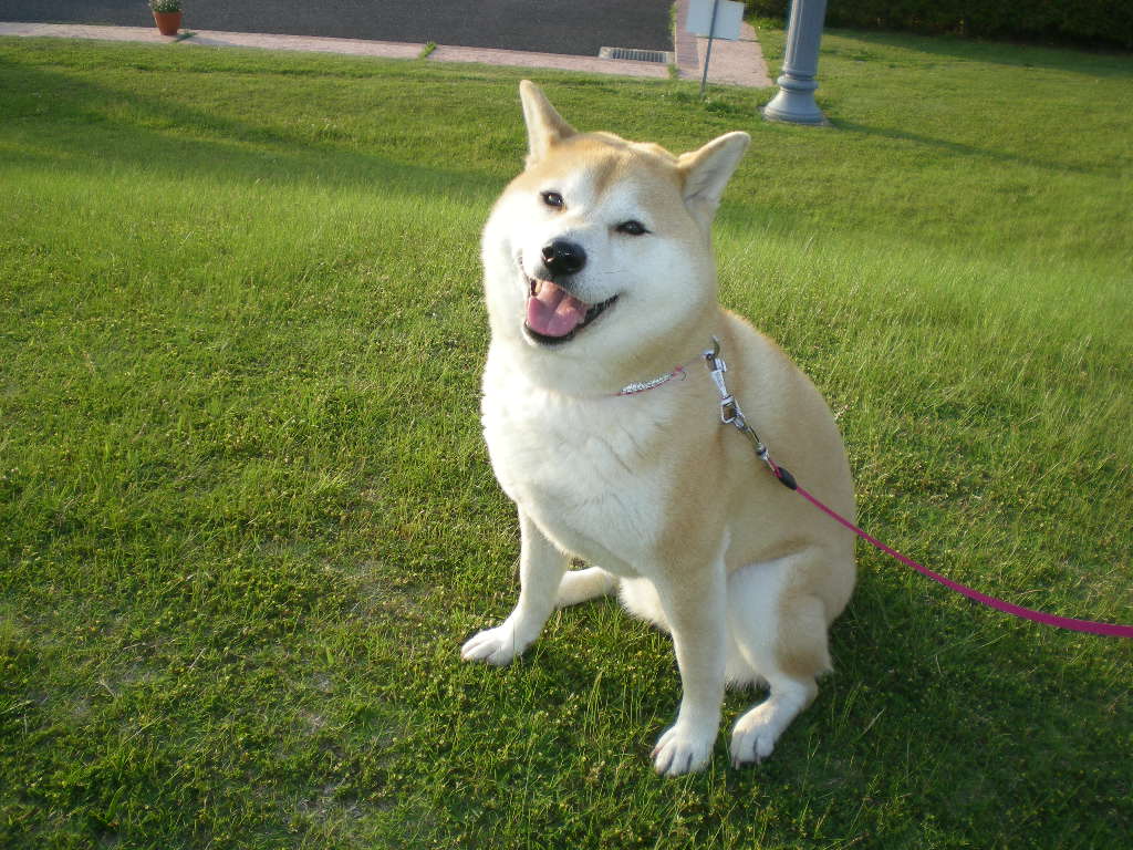 ’14,9,2(火)愛ちゃんの寝息!_f0060461_10572520.jpg