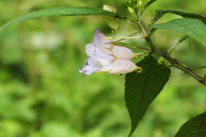 庭の山野草_a0183666_7325911.jpg