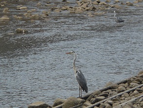 e0175370_17559.jpg