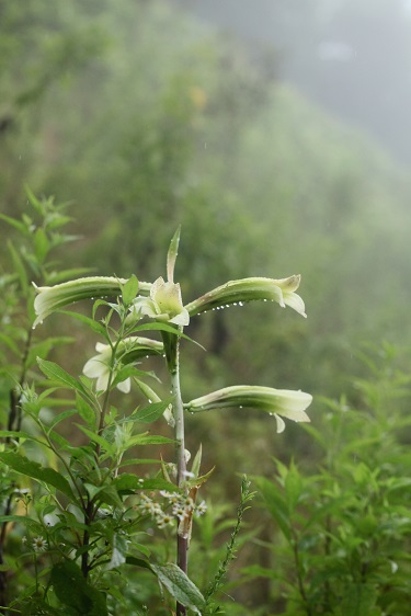 静かな茶臼山_e0304170_1834345.jpg