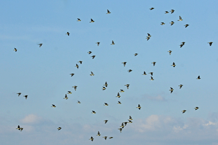 海辺の鳥さん　＜緑鳩＞_e0248688_1734992.gif