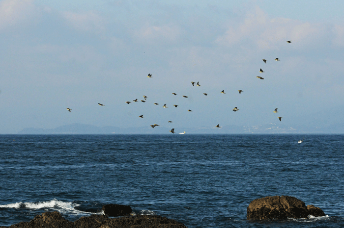 海辺の鳥さん　＜緑鳩＞_e0248688_17354911.gif