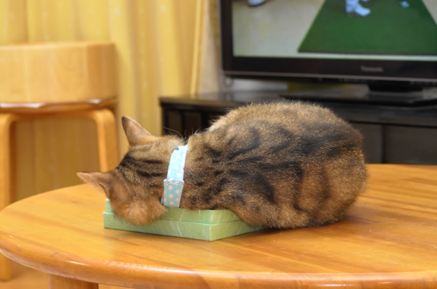 はみ出してますが_a0126590_05454436.jpg