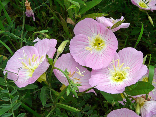 ヒルザキツキミソウ 昼咲き月見草 乙女座宮