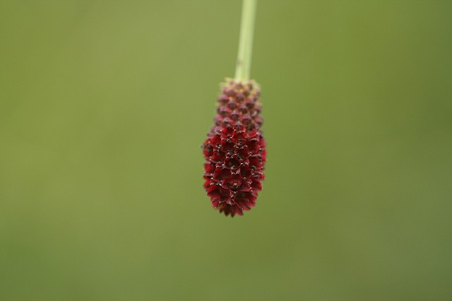 e0276101_22533489.jpg