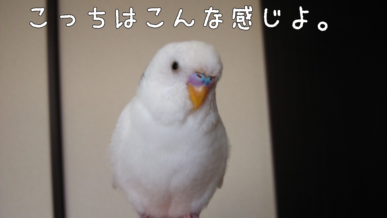 大きな羽が抜けたよ～＆インコさんの仲間達_c0322903_22210315.jpg