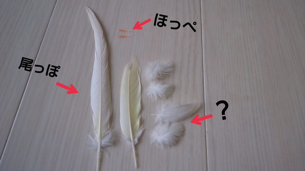 大きな羽が抜けたよ インコさんの仲間達 しゅきしゅきしゅきよ