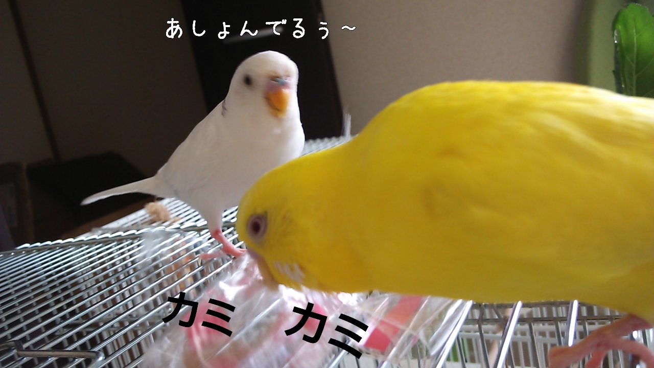 大きな羽が抜けたよ～＆インコさんの仲間達_c0322903_23370510.jpg