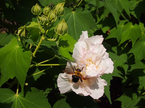 大船植物園　9月の花さんぽ(2014.09.03)_e0245404_22352778.jpg