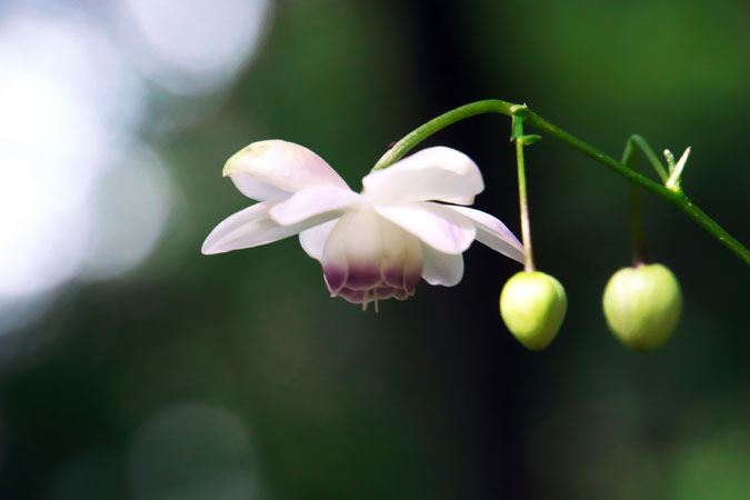 花之江の郷の秋の始まり1_a0263109_1550637.jpg