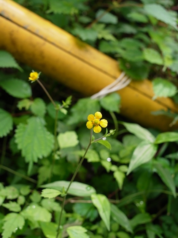 御岳山の花図鑑(9月) その1_e0276411_2025122.jpg