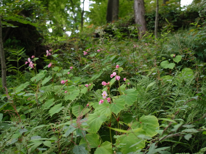 御岳山の花図鑑(9月) その1_e0276411_20252656.jpg