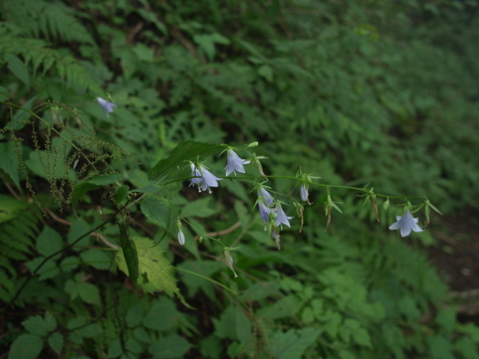 御岳山の花図鑑(9月) その1_e0276411_20254787.jpg