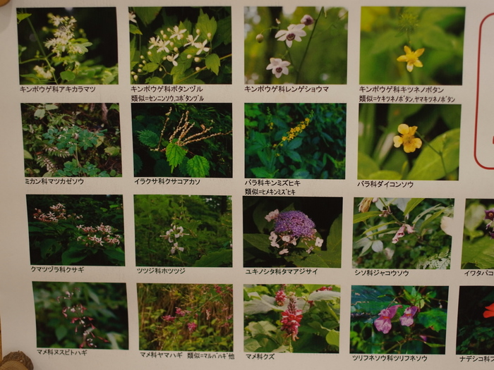 御岳山の花図鑑(9月) その1_e0276411_20513269.jpg