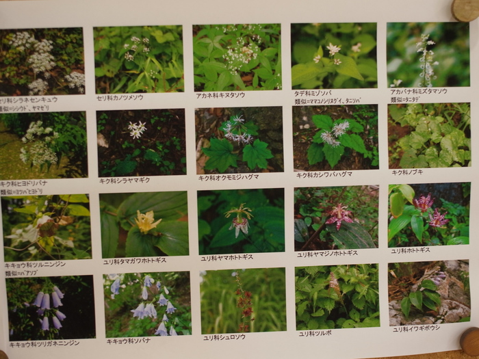 御岳山の花図鑑(9月) その1_e0276411_20514366.jpg