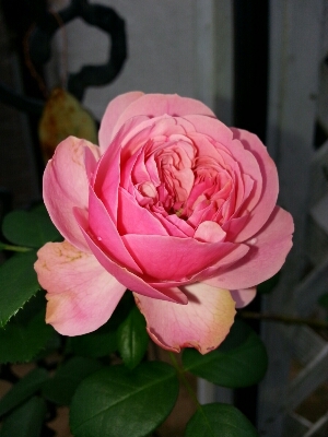 d0078312_810195.jpg