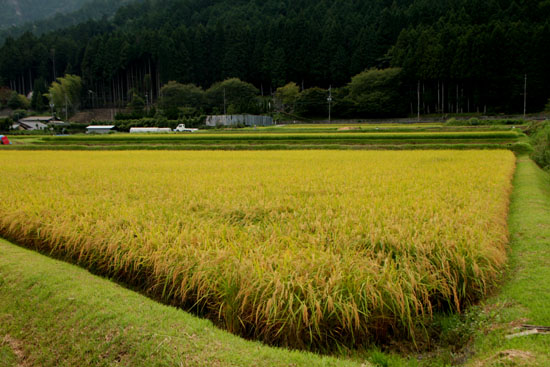 秋景色の大原_e0048413_20573567.jpg