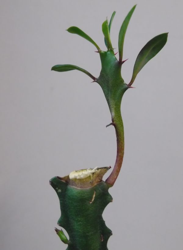 ようやく下り坂 (今日は植物の進化のお話)_c0025115_18294052.jpg