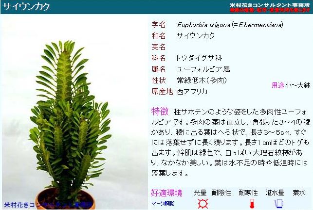 ようやく下り坂 (今日は植物の進化のお話)_c0025115_18341566.jpg