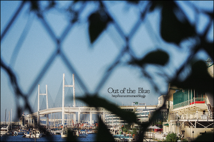 Out of the Blue_f0100215_2159090.jpg