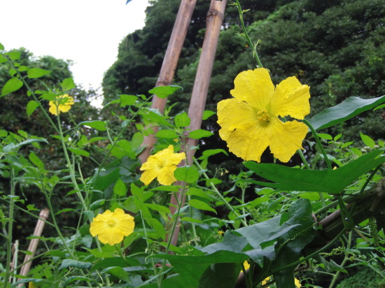 「葛の花」の季節です。_a0125419_07410964.jpg