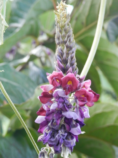 「葛の花」の季節です。_a0125419_07441837.jpg