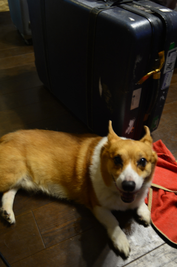 俺の!旅行用ハウス_b0310424_12104894.jpg