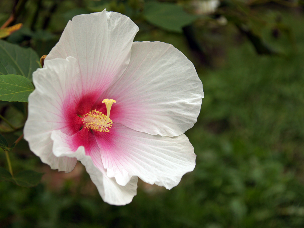 咲くやこの花館・25_e0193624_8164664.jpg