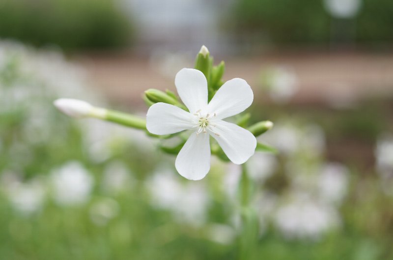 ７月の花いろいろその５☆薬草園_a0122932_2012272.jpg