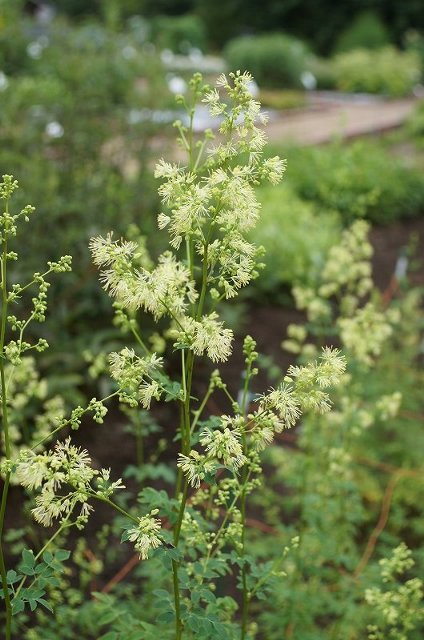 ７月の花いろいろその５☆薬草園_a0122932_20402875.jpg