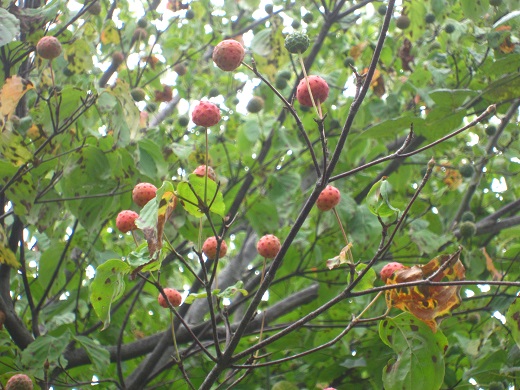 f0002833_16584283.jpg