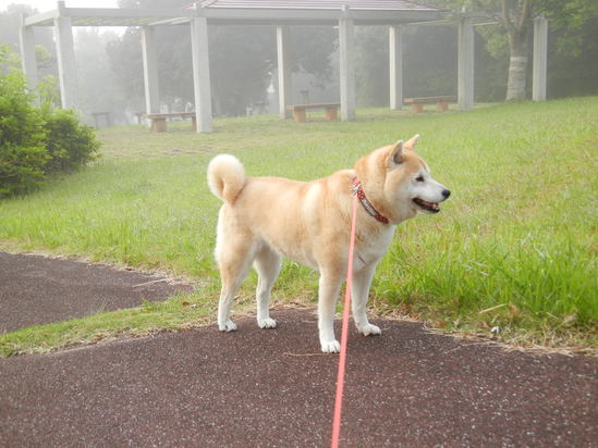 ’14,9,3(水)何でもないことの幸せ!_f0060461_9432212.jpg