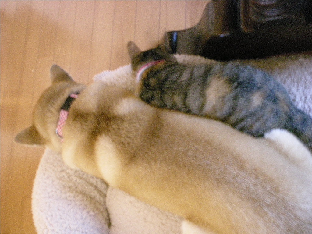 ’14,9,3(水)何でもないことの幸せ!_f0060461_956304.jpg
