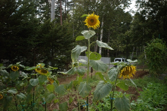 f0124378_94378.jpg