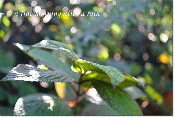 雨上りの朝の庭に咲く花＊秋の訪れ_b0299185_038565.jpg